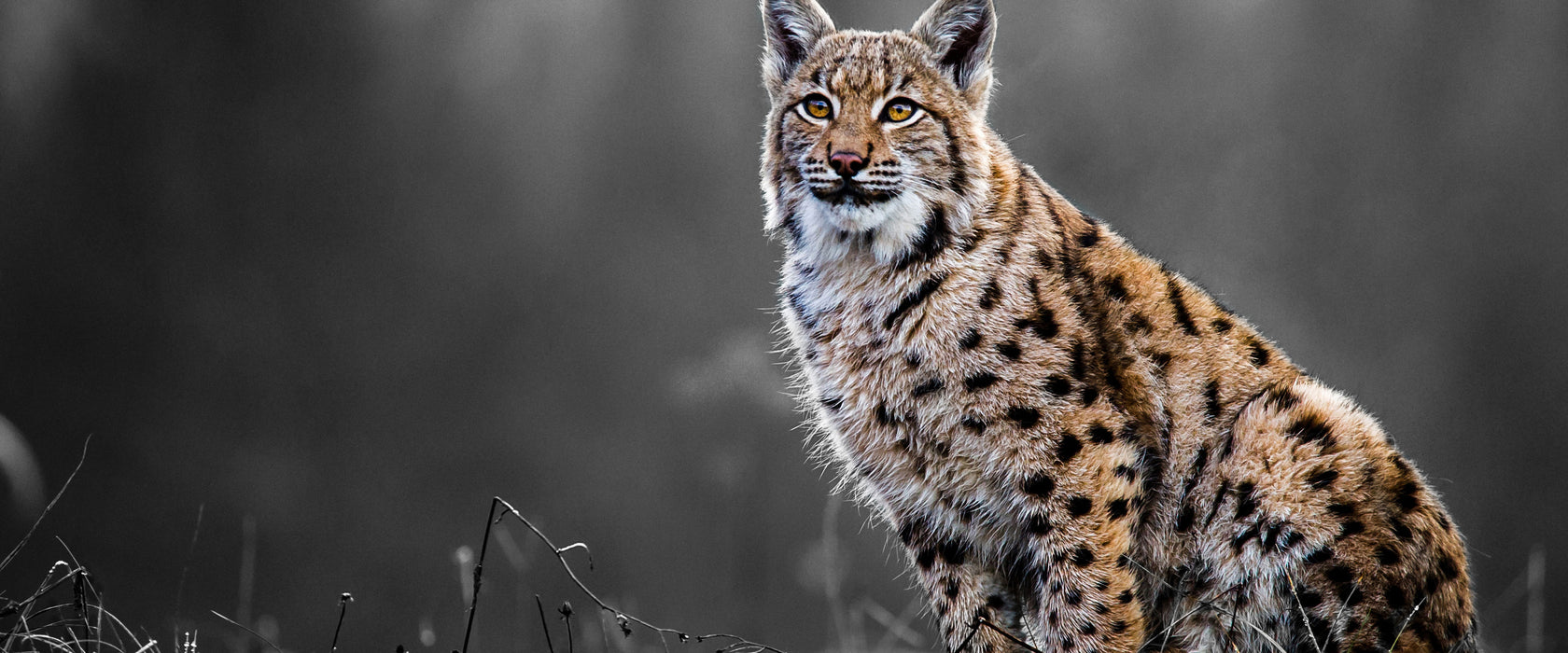 Europäischer Luchs auf Wiese B&W Detail, Glasbild Panorama