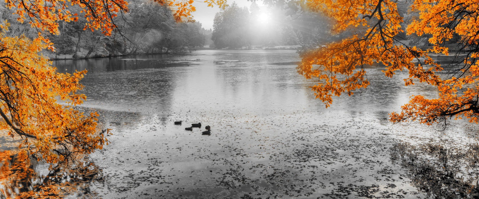 Herbstbäume um See bei Sonnenuntergang B&W Detail, Glasbild Panorama