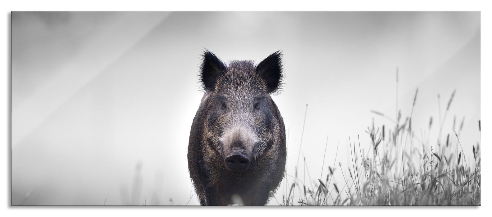 Pixxprint Wildschweinauf einer Wiese im Nebel B&W Detail, Glasbild Panorama