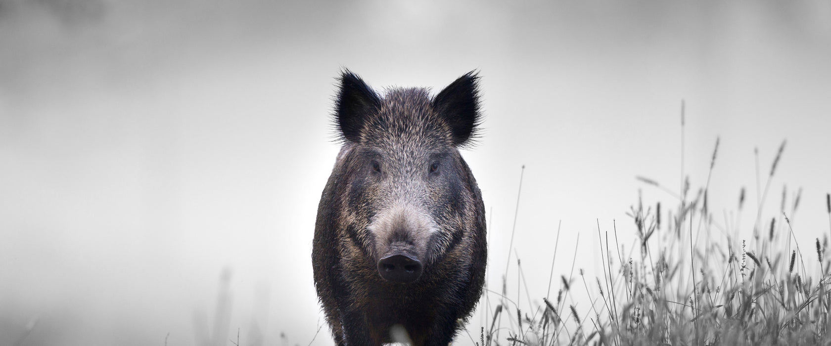 Wildschweinauf einer Wiese im Nebel B&W Detail, Glasbild Panorama