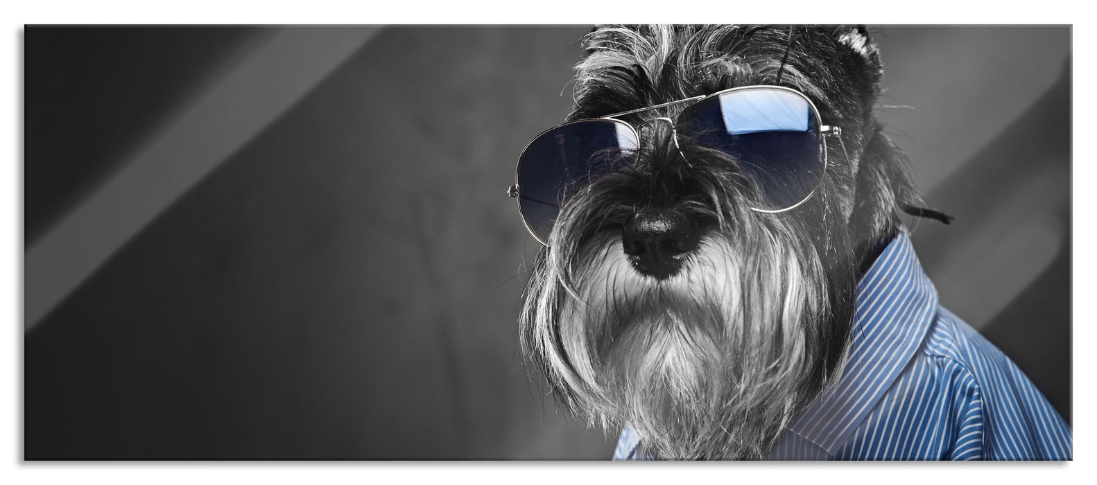 Pixxprint Lustiger Hund mit Hemd und Sonnenbrille B&W Detail, Glasbild Panorama