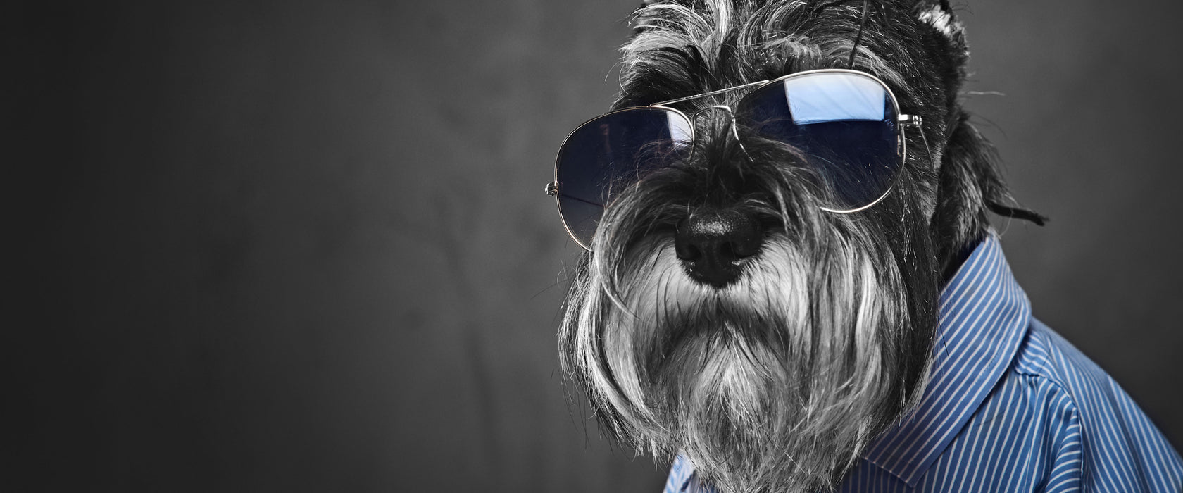 Lustiger Hund mit Hemd und Sonnenbrille B&W Detail, Glasbild Panorama
