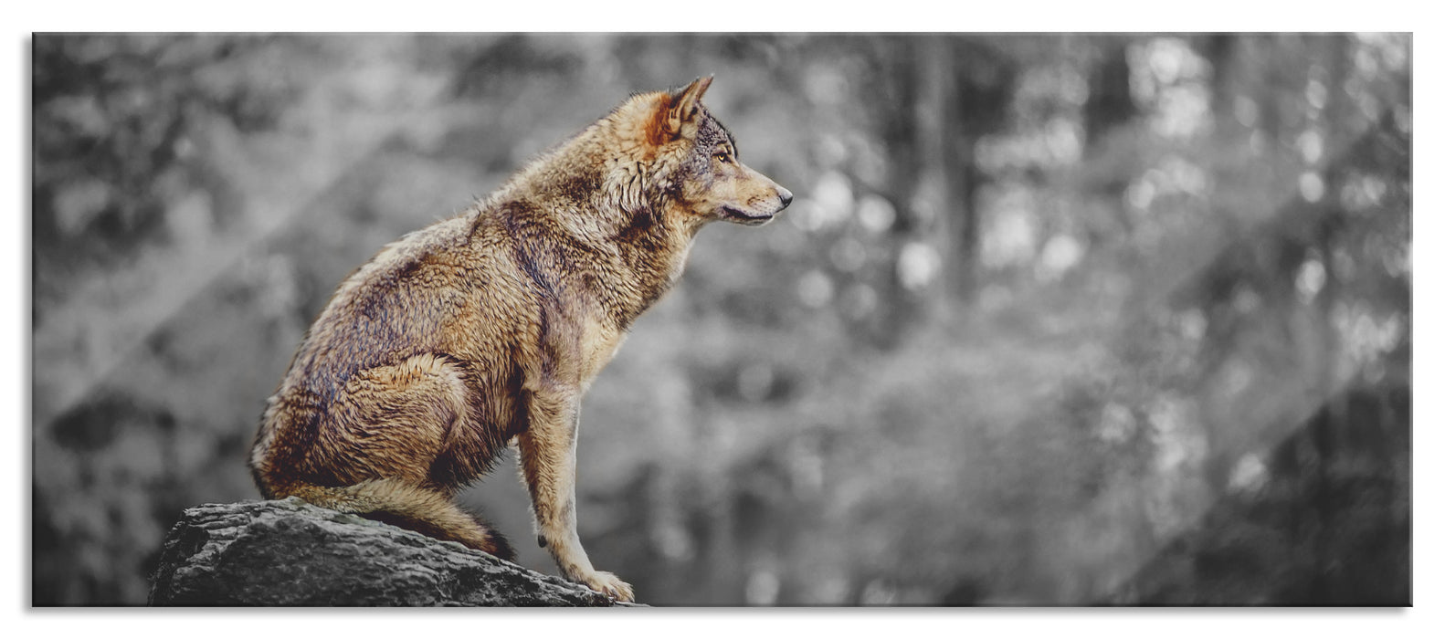 Pixxprint Wolf sitzt auf einem Stein im Herbstwald B&W Detail, Glasbild Panorama