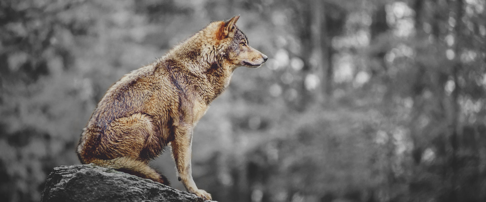 Wolf sitzt auf einem Stein im Herbstwald B&W Detail, Glasbild Panorama