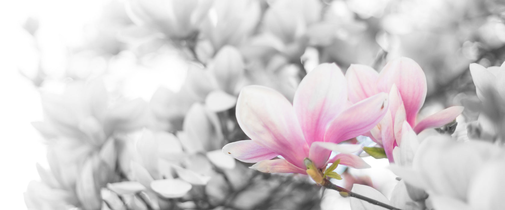 Nahaufnahme blühender Magnolienbaum B&W Detail, Glasbild Panorama