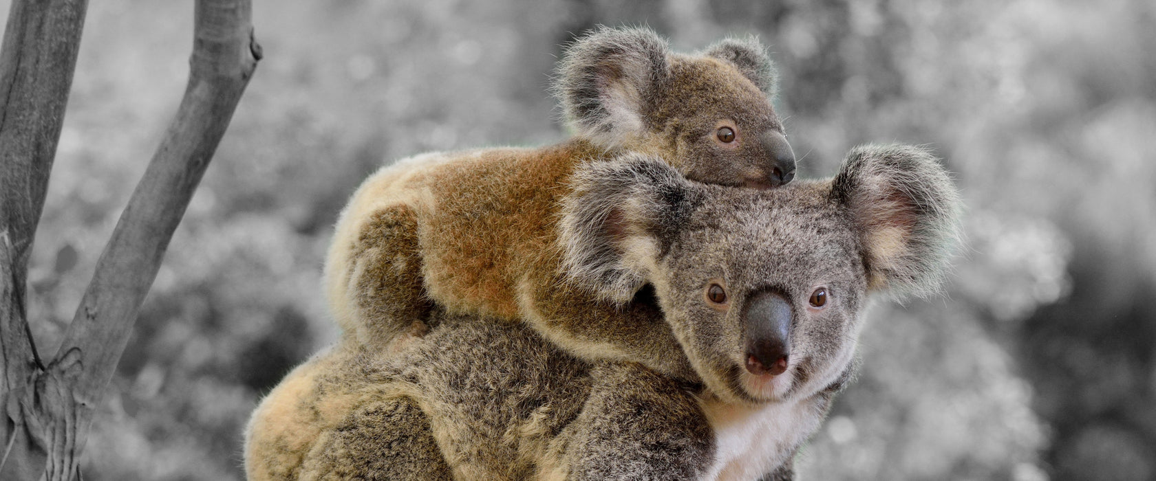 Koala Mutter mit Kind auf dem Rücken B&W Detail, Glasbild Panorama