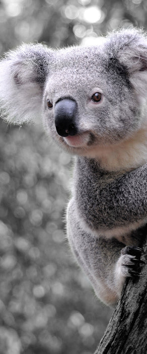 Neugieriger Koala an Baumstamm B&W Detail, Glasbild Panorama