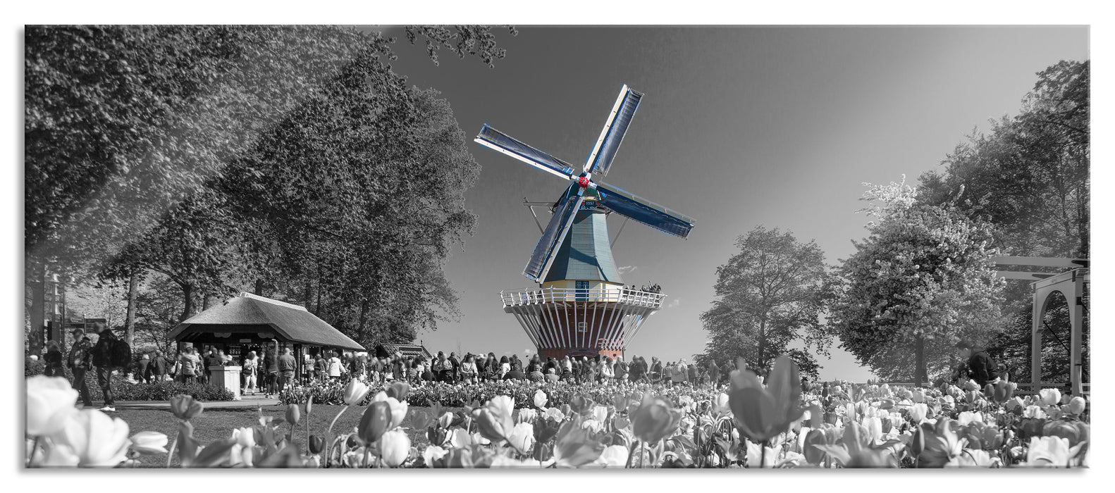 Pixxprint Holländisches Tulpenmeer vor Windmühle B&W Detail, Glasbild Panorama