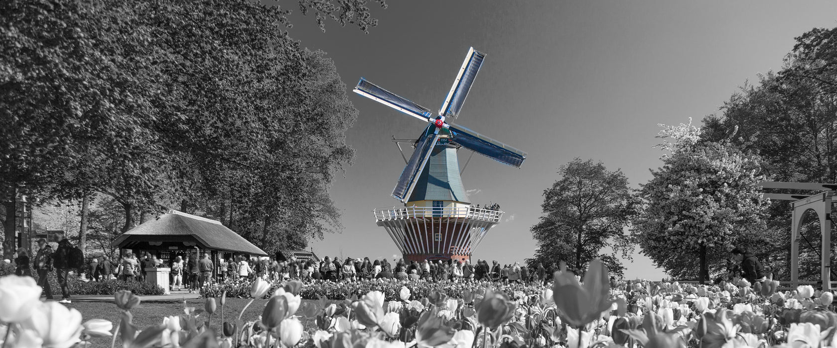 Holländisches Tulpenmeer vor Windmühle B&W Detail, Glasbild Panorama