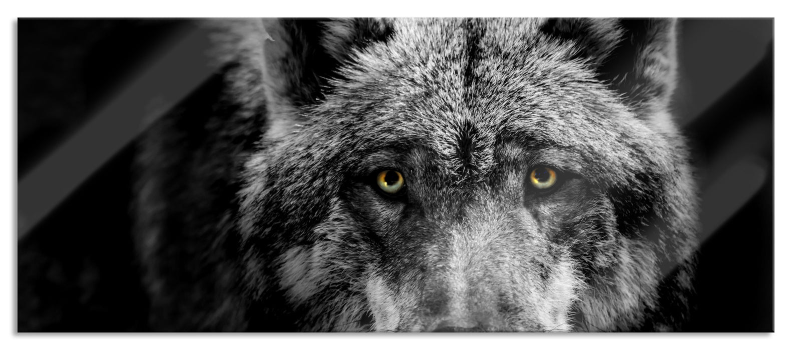 Pixxprint Nahaufnahme Wolf mit gelben Augen B&W Detail, Glasbild Panorama