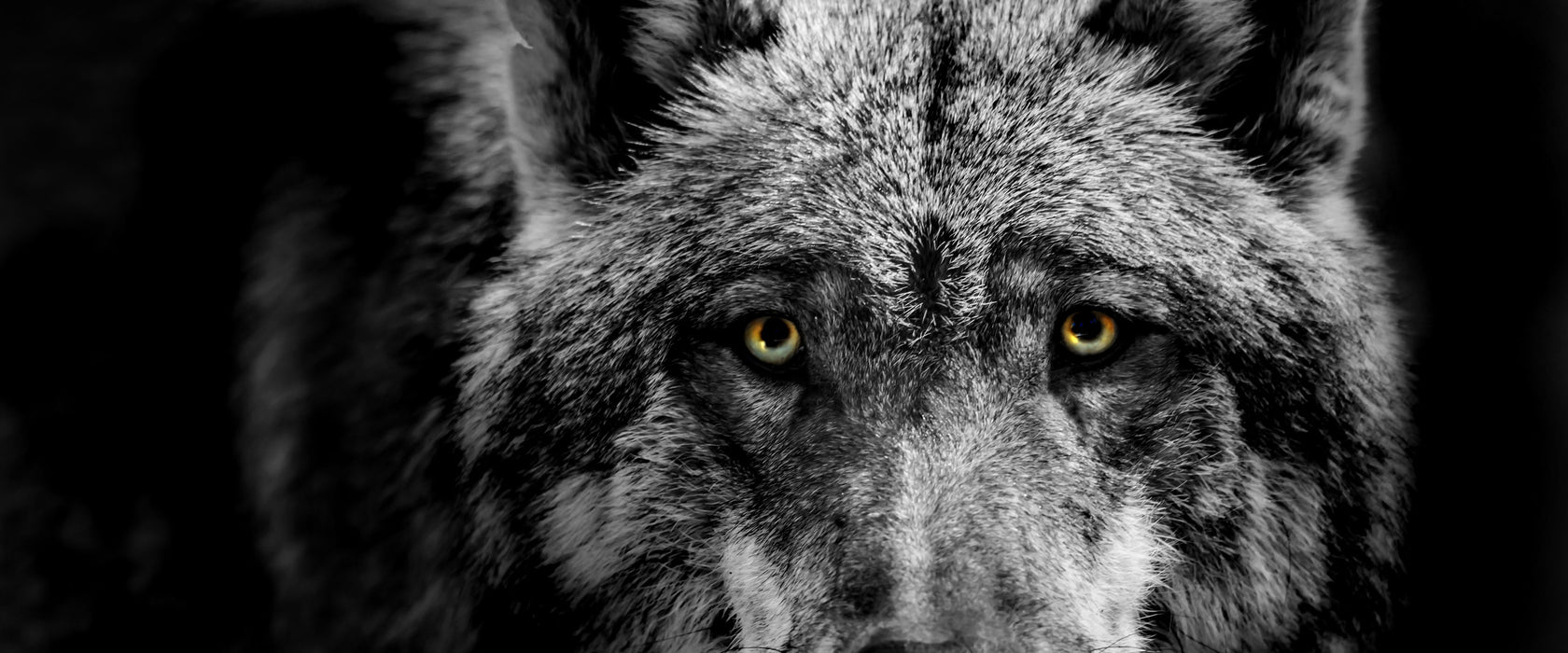 Nahaufnahme Wolf mit gelben Augen B&W Detail, Glasbild Panorama