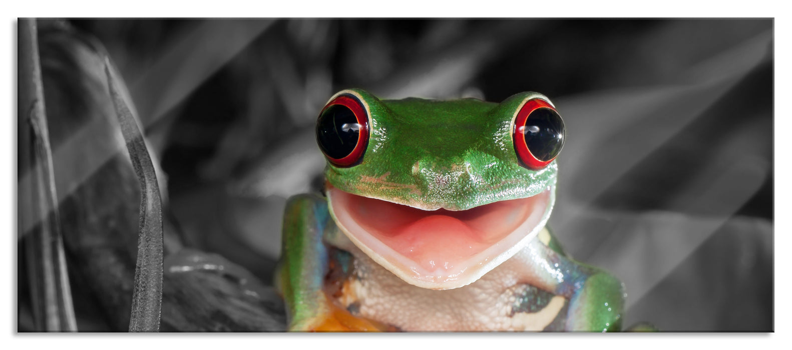 Pixxprint Lachender Frosch mit roten Augen auf Ast B&W Detail, Glasbild Panorama