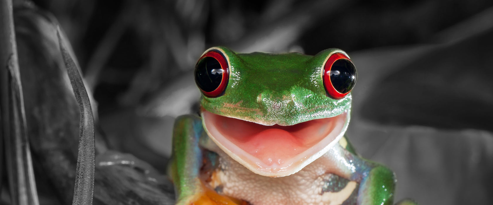 Lachender Frosch mit roten Augen auf Ast B&W Detail, Glasbild Panorama