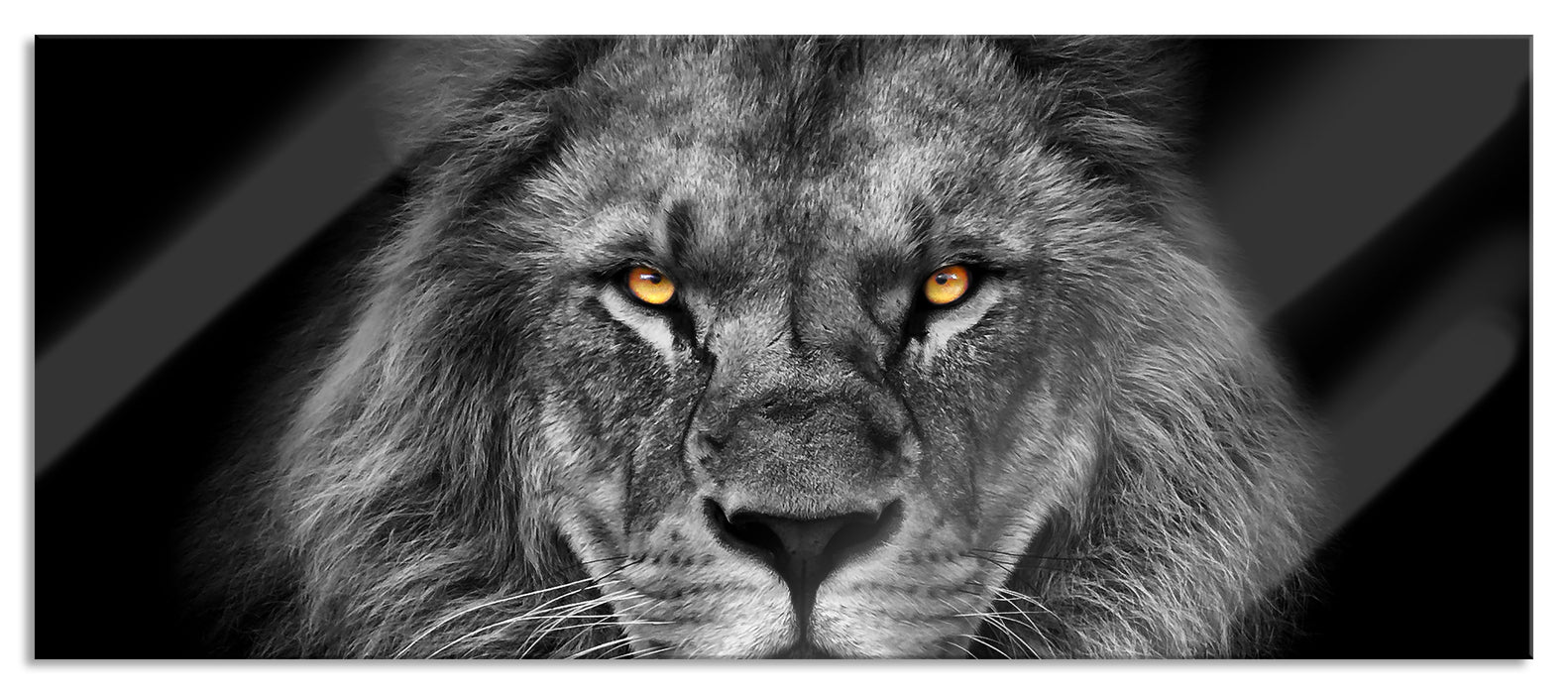 Pixxprint Mächtiger Löwe mit gelben Augen B&W Detail, Glasbild Panorama