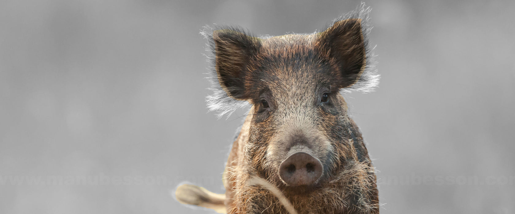 Neugieriges Wildschwein auf einem Feld B&W Detail, Glasbild Panorama