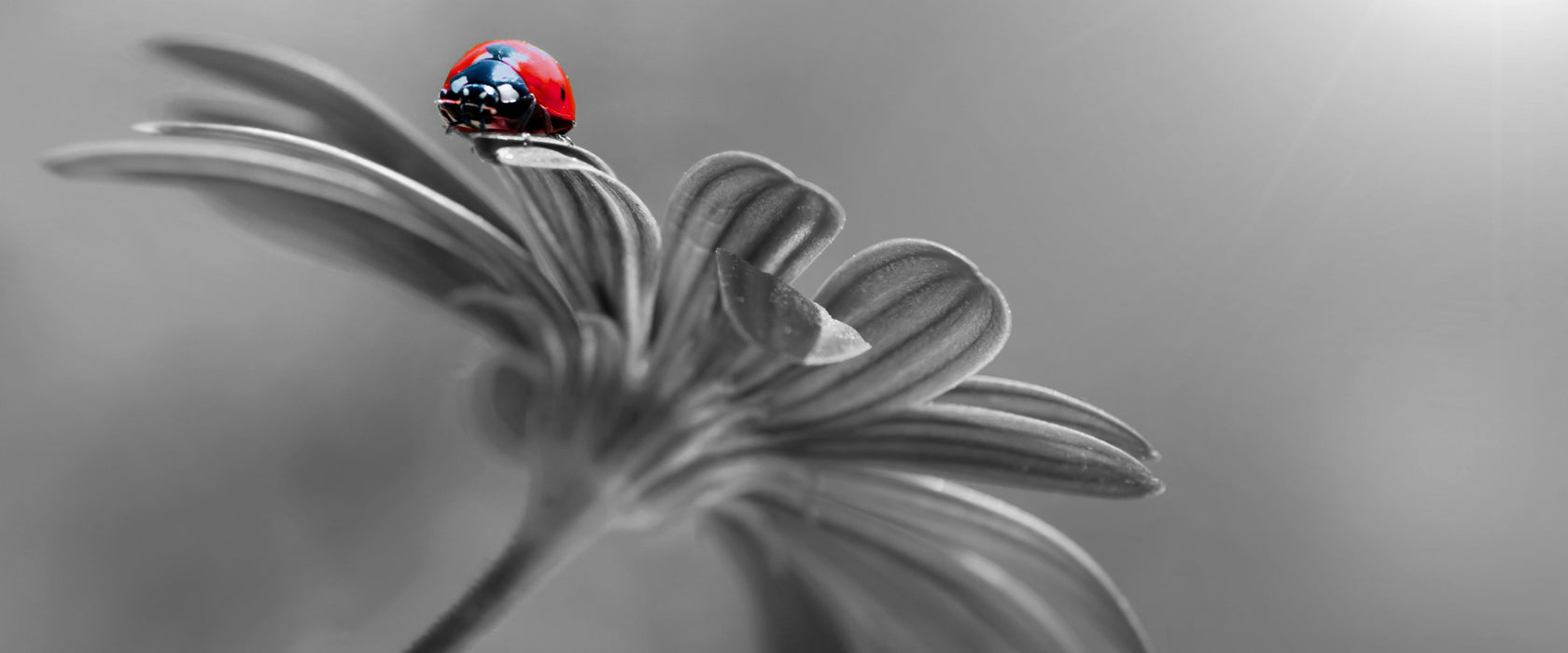 Merienkäfer auf roter Blüte Nahaufnahme B&W Detail, Glasbild Panorama