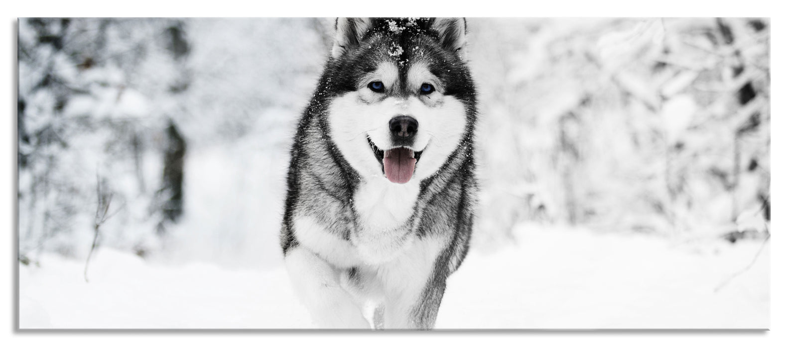 Pixxprint Sibirischer Husky im Winterwald B&W Detail, Glasbild Panorama