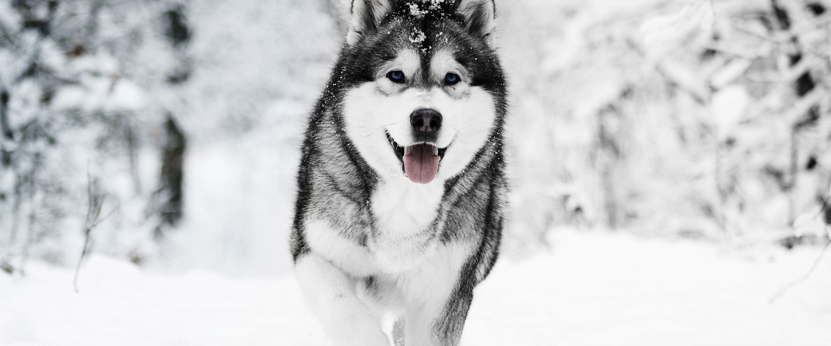 Sibirischer Husky im Winterwald B&W Detail, Glasbild Panorama