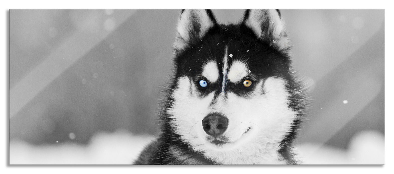 Pixxprint Husky mit unterschiedlichen Augenfarben B&W Detail, Glasbild Panorama