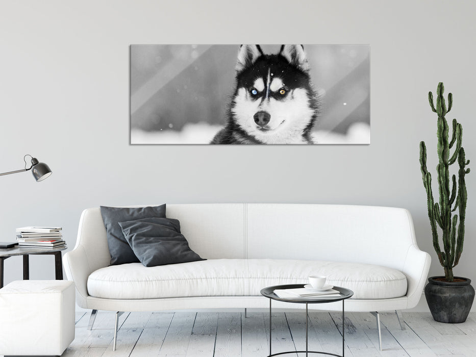 Husky mit unterschiedlichen Augenfarben B&W Detail, Glasbild Panorama