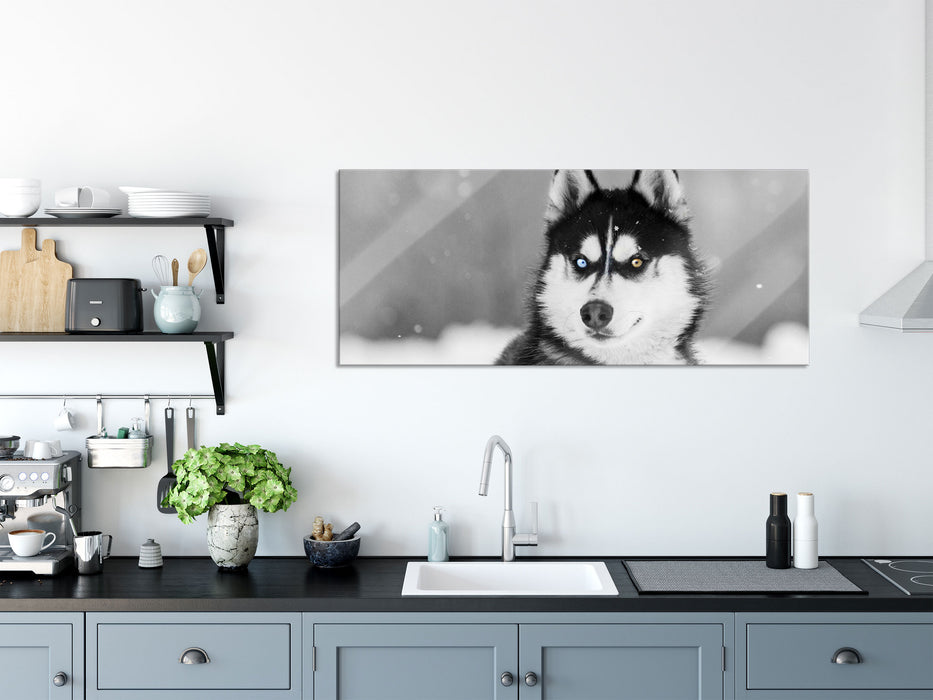 Husky mit unterschiedlichen Augenfarben B&W Detail, Glasbild Panorama