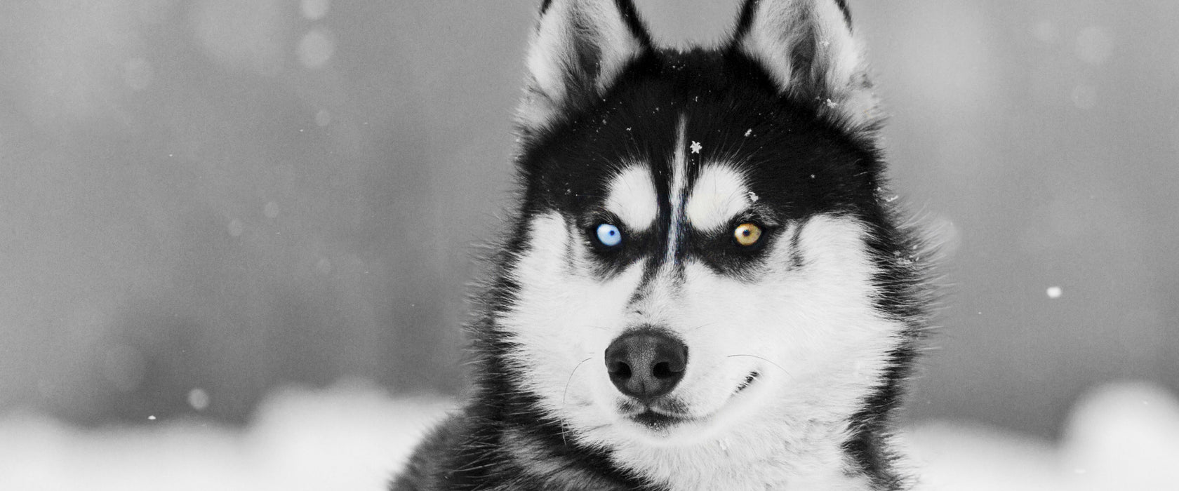 Husky mit unterschiedlichen Augenfarben B&W Detail, Glasbild Panorama