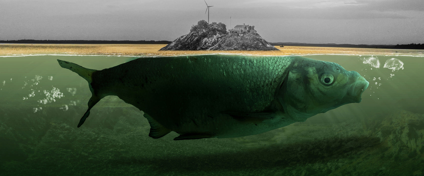 Abstrakter Fisch mit Felsrücken B&W Detail, Glasbild Panorama