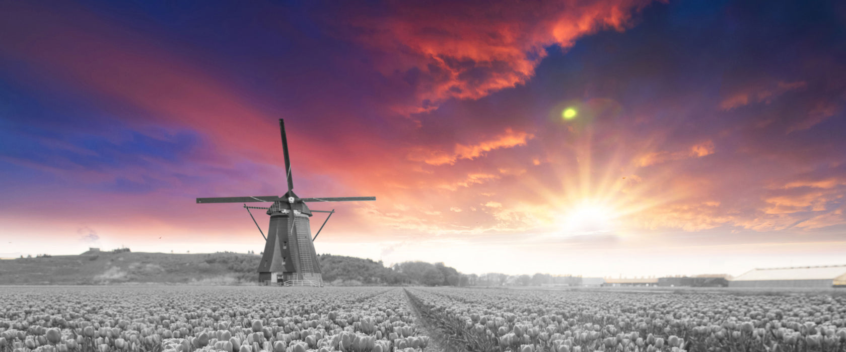 Tulpenfeld mit Mühle bei Sonnenuntergang B&W Detail, Glasbild Panorama