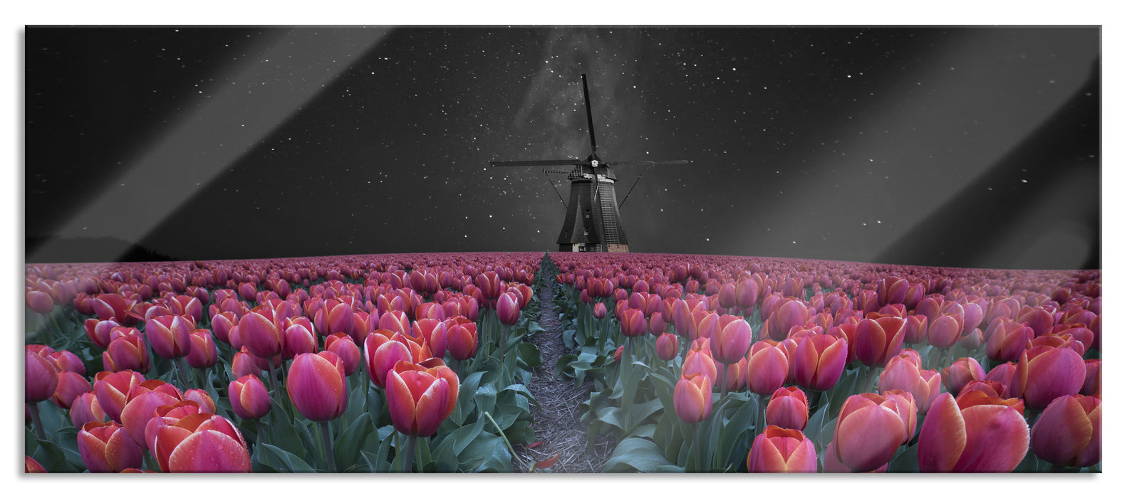 Pixxprint Tulpenfeld mit Windmühle bei Nacht B&W Detail, Glasbild Panorama