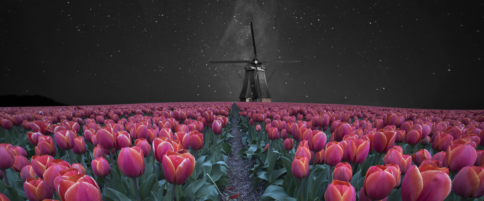 Tulpenfeld mit Windmühle bei Nacht B&W Detail, Glasbild Panorama