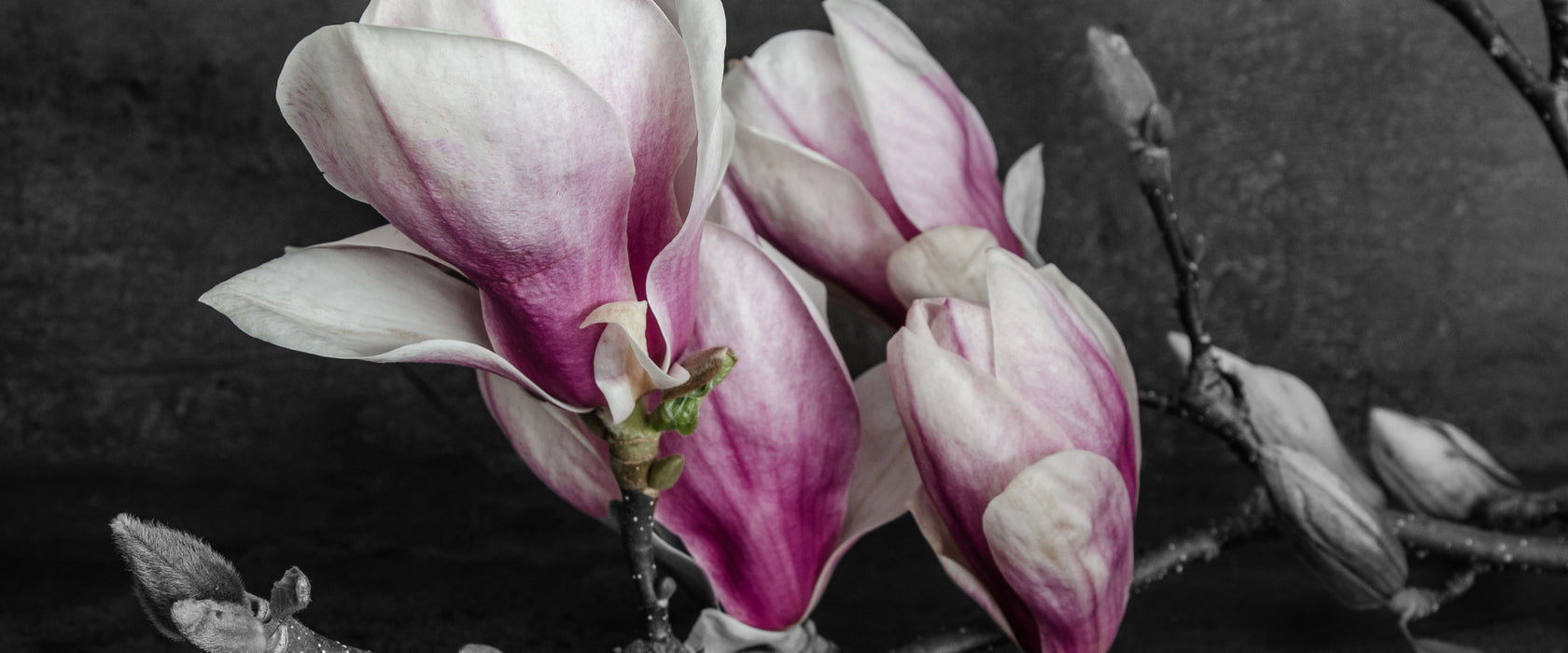 Aufblühende Magnolie isoliert B&W Detail, Glasbild Panorama