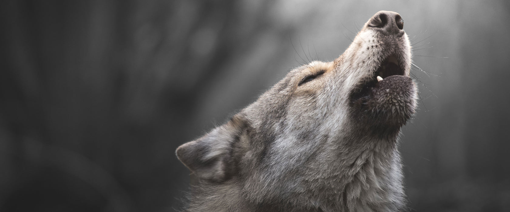 Heulender Wolf Nahaufnahme B&W Detail, Glasbild Panorama