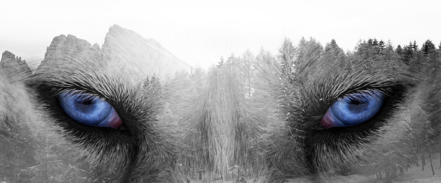 Overlay Wolfsaugen über Winterwald B&W Detail, Glasbild Panorama