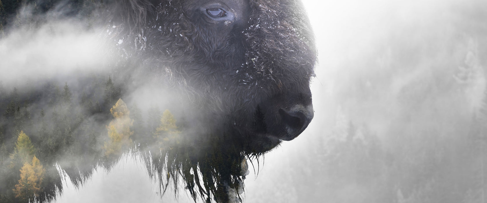 Wildes Bison in nebeligem Wald B&W Detail, Glasbild Panorama