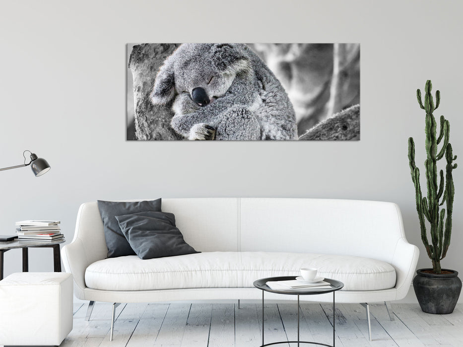 Koala schläft eingekuschelt im Baum B&W Detail, Glasbild Panorama