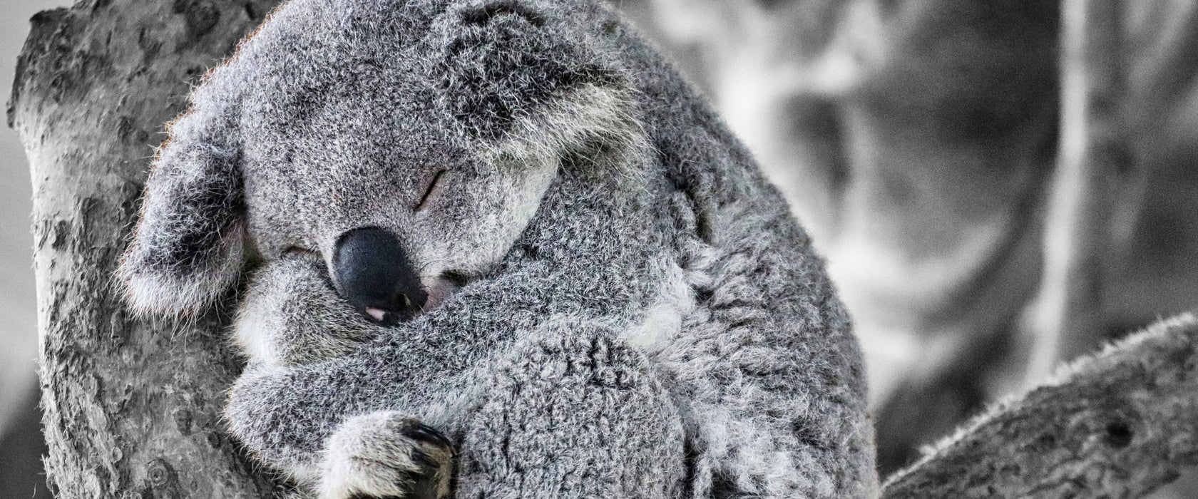 Koala schläft eingekuschelt im Baum B&W Detail, Glasbild Panorama