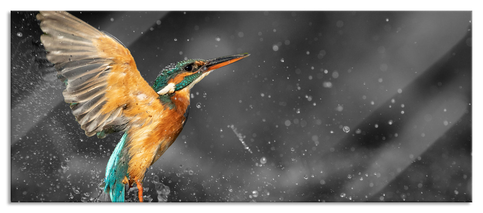 Pixxprint Eisvogel auf der Jagd nach Fischen B&W Detail, Glasbild Panorama