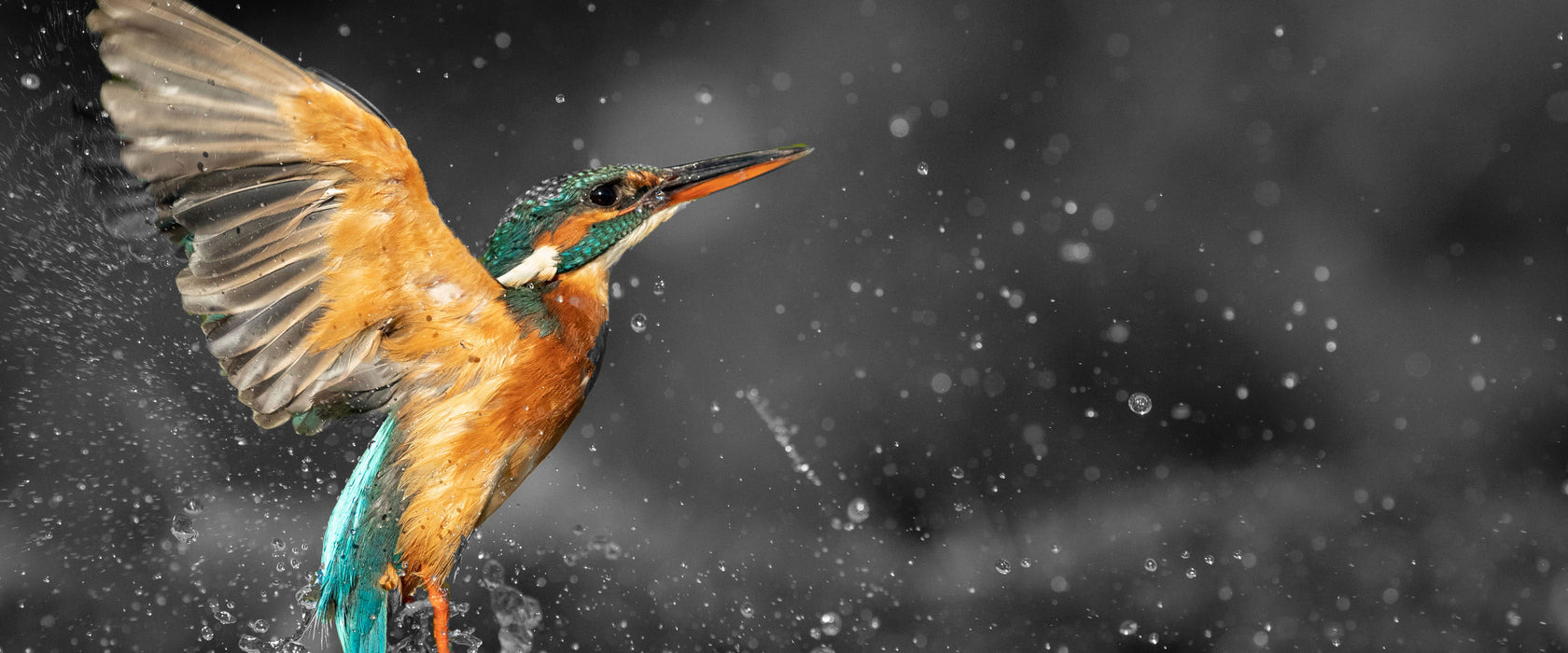 Eisvogel auf der Jagd nach Fischen B&W Detail, Glasbild Panorama