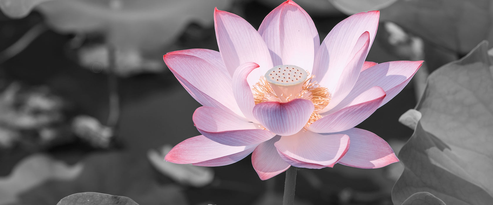 Rosa blühender Lotus Nahaufnahme B&W Detail, Glasbild Panorama