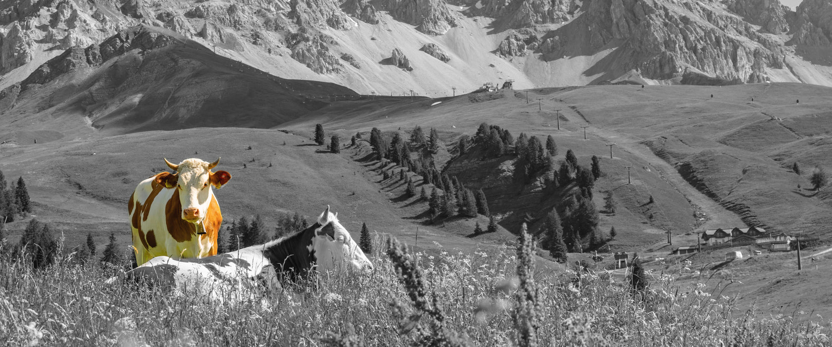 Alpenszene mit Kühen auf grüner Wiese B&W Detail, Glasbild Panorama