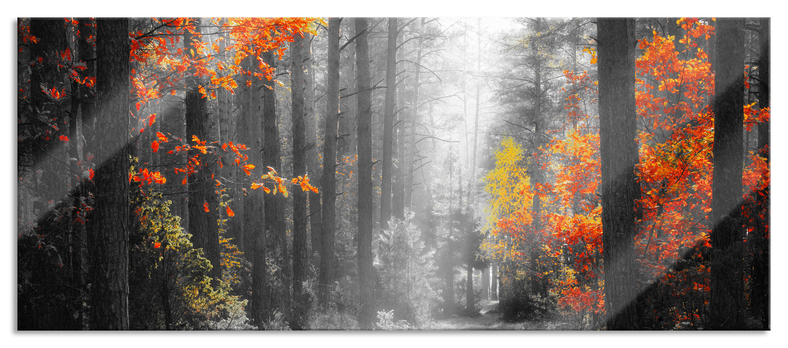 Pixxprint Sonnige Lichtung im Herbstwald B&W Detail, Glasbild Panorama