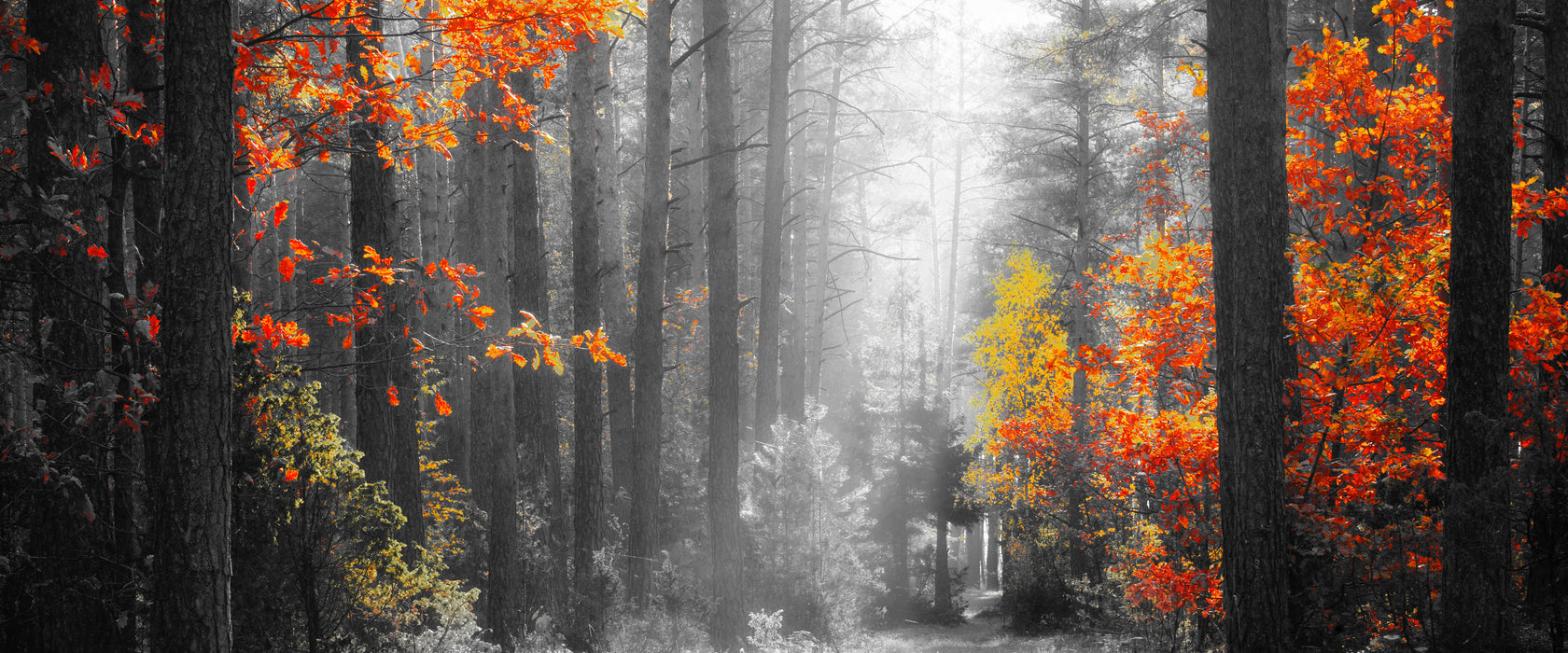 Sonnige Lichtung im Herbstwald B&W Detail, Glasbild Panorama