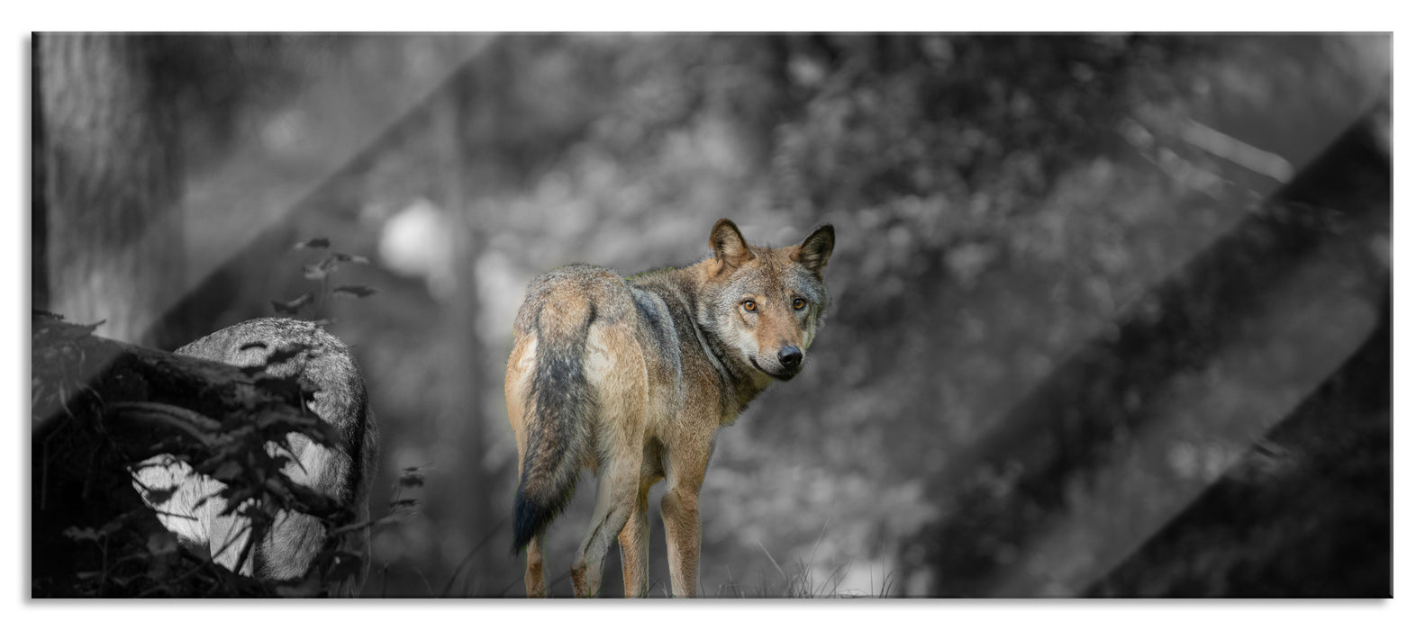 Pixxprint Ängstlicher Wolf im Wald B&W Detail, Glasbild Panorama