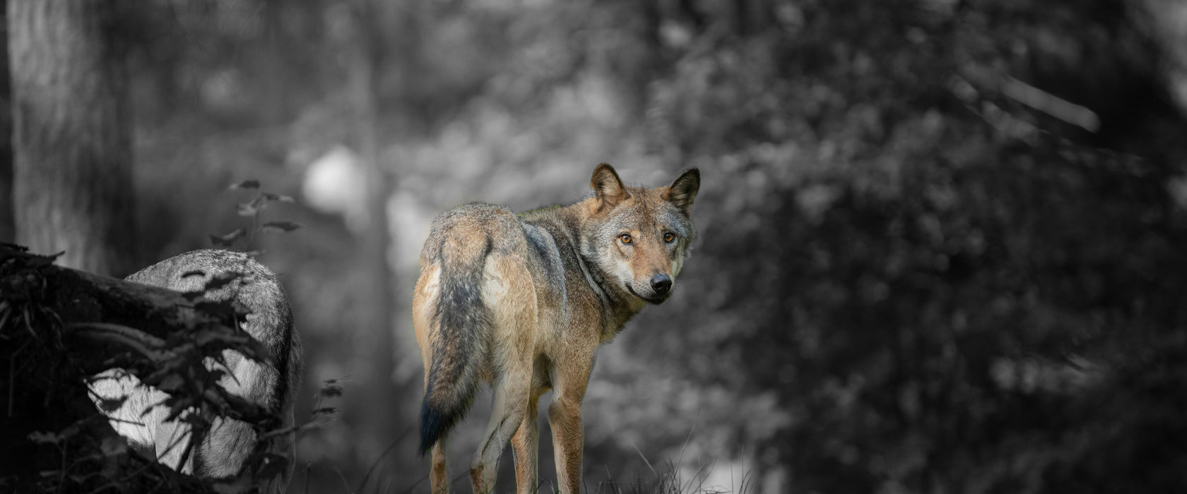 Ängstlicher Wolf im Wald B&W Detail, Glasbild Panorama