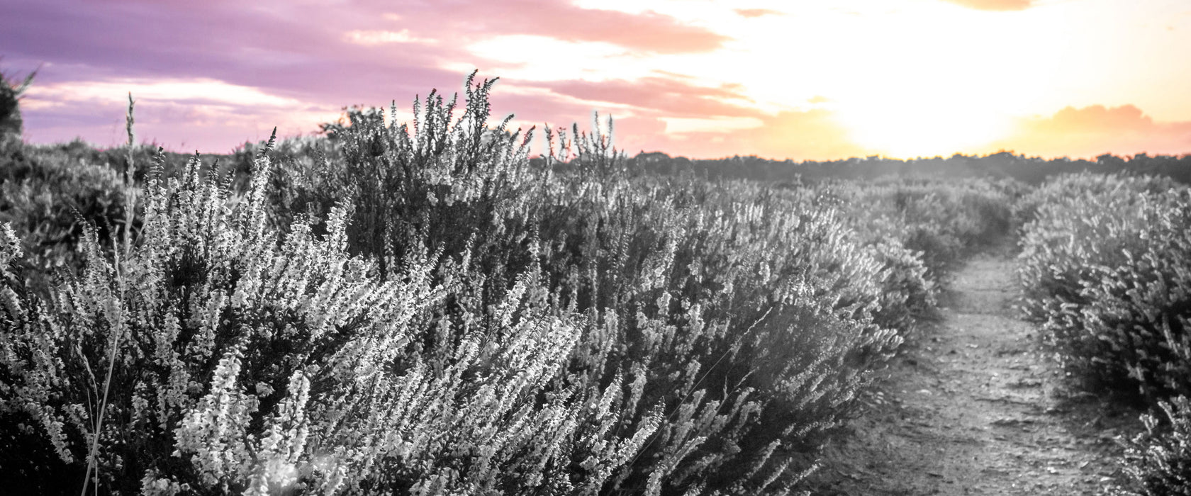 Lavendellandschaft bei Sonnenuntergang B&W Detail, Glasbild Panorama