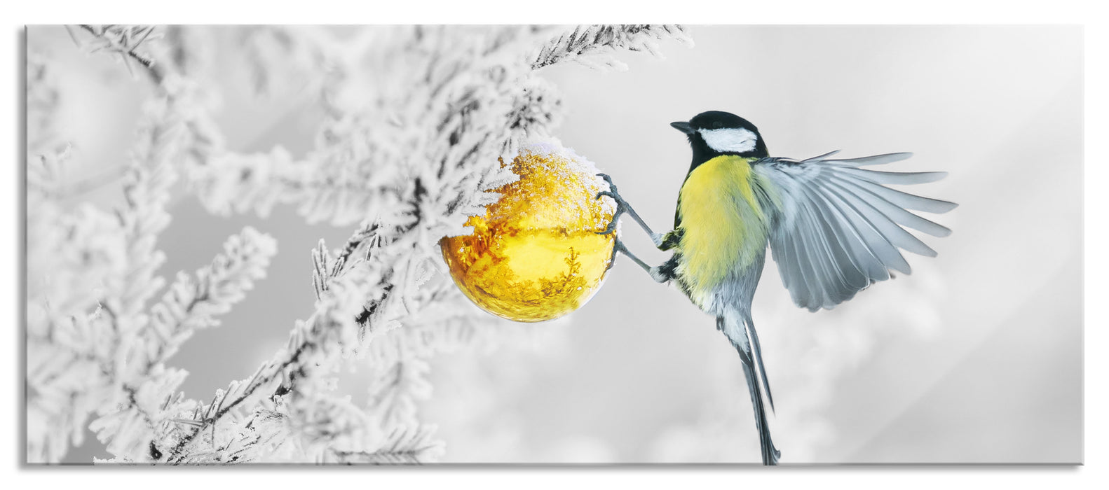 Pixxprint Kohlmeise an goldener Kugel in Winterwald B&W Detail, Glasbild Panorama