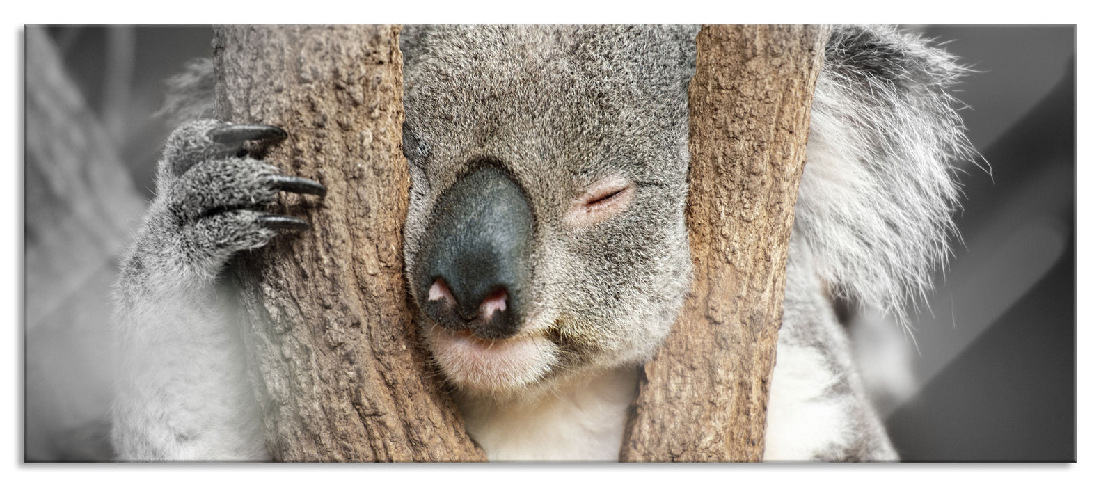 Pixxprint Koala schläft mit Kopf in Astgabel B&W Detail, Glasbild Panorama