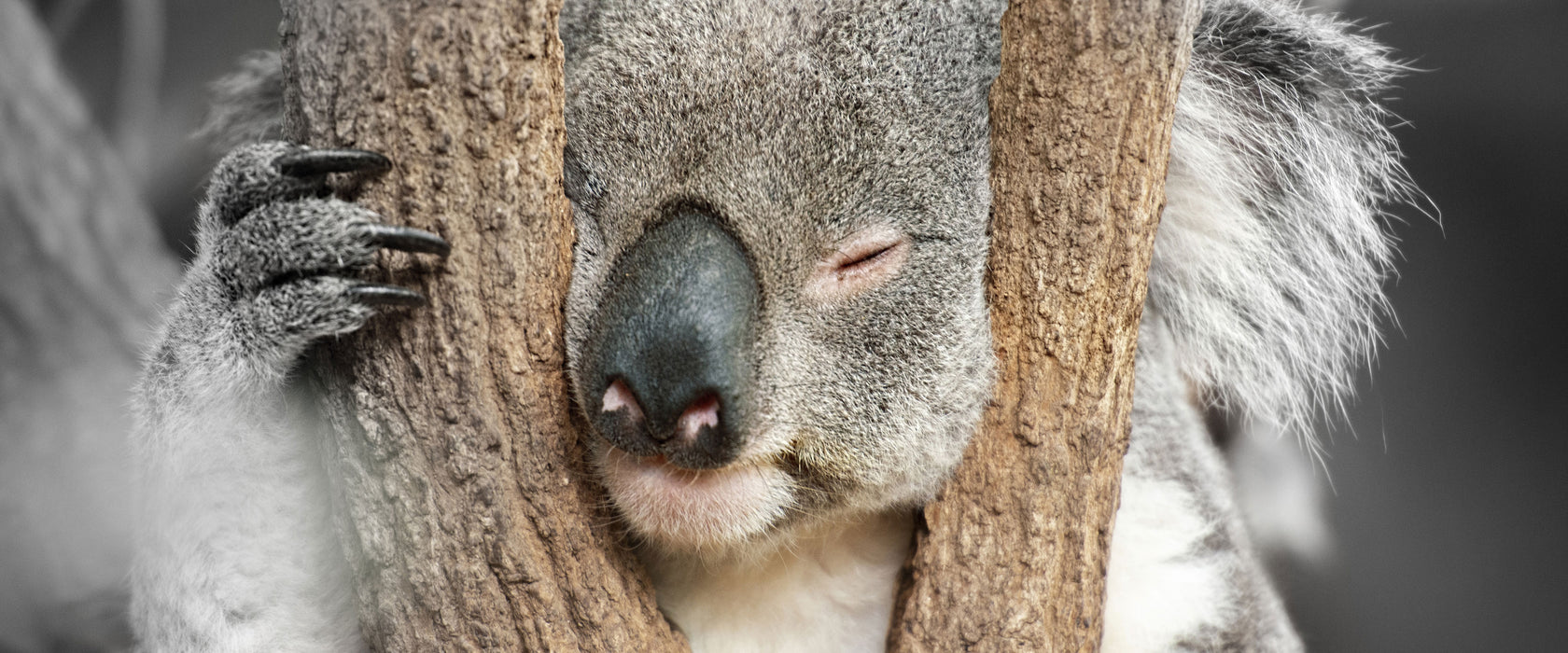 Koala schläft mit Kopf in Astgabel B&W Detail, Glasbild Panorama