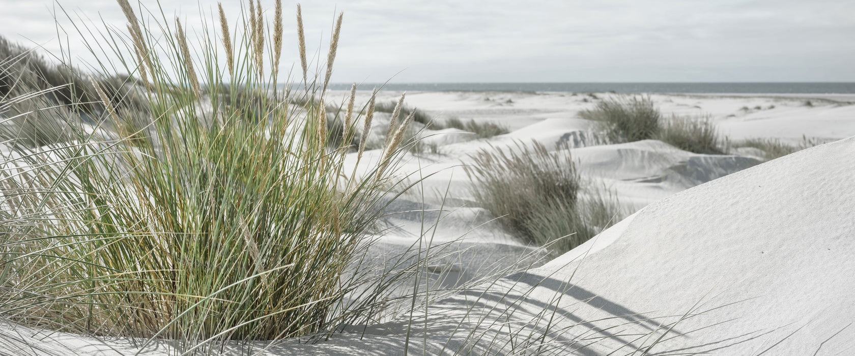 Grasige Dünenlandschaft am Meer B&W Detail, Glasbild Panorama