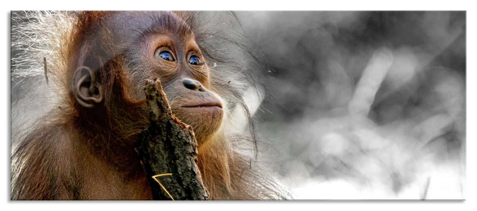 Pixxprint Orang-Utan Baby spielt mit Stock B&W Detail, Glasbild Panorama